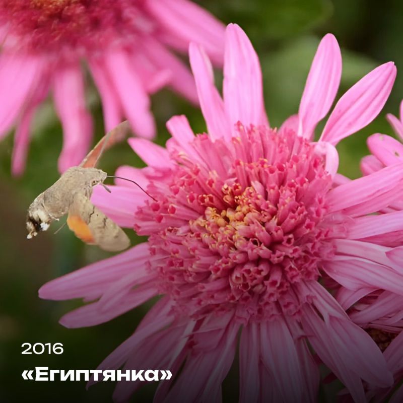 Татьяна Манежина: А вы любите хризантемы? Татьяна Манежина: А вы любите хризантемы?