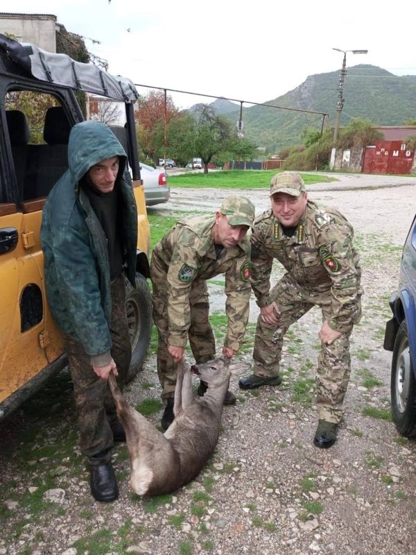 Пострадавшую от нападения бродячих собак косулю спасли в Крыму Пострадавшую от нападения бродячих собак косулю спасли в Крыму