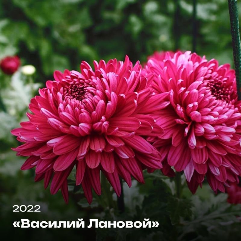 Татьяна Манежина: А вы любите хризантемы? Татьяна Манежина: А вы любите хризантемы?