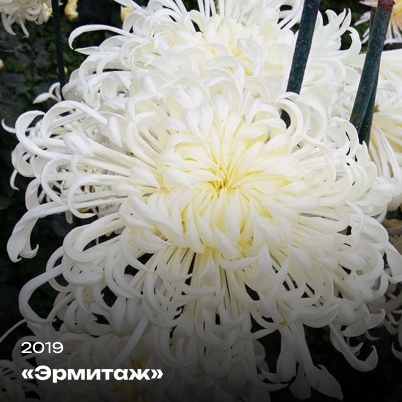 Татьяна Манежина: А вы любите хризантемы? Татьяна Манежина: А вы любите хризантемы?
