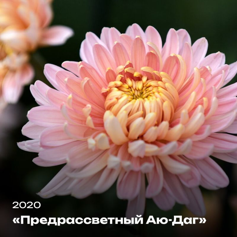 Татьяна Манежина: А вы любите хризантемы? Татьяна Манежина: А вы любите хризантемы?