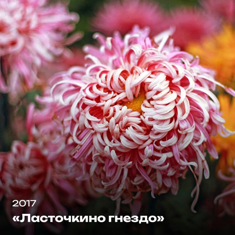 Татьяна Манежина: А вы любите хризантемы? Татьяна Манежина: А вы любите хризантемы?