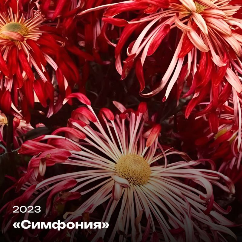Татьяна Манежина: А вы любите хризантемы? Татьяна Манежина: А вы любите хризантемы?