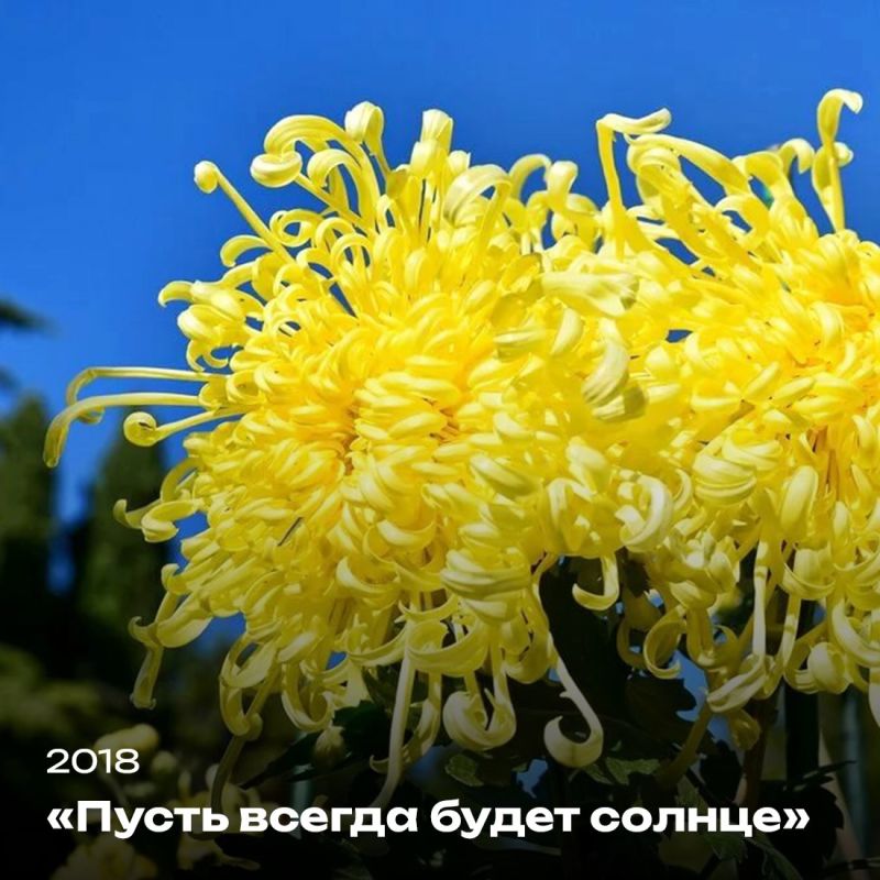 Татьяна Манежина: А вы любите хризантемы? Татьяна Манежина: А вы любите хризантемы?