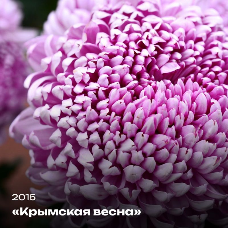 Татьяна Манежина: А вы любите хризантемы? Татьяна Манежина: А вы любите хризантемы?