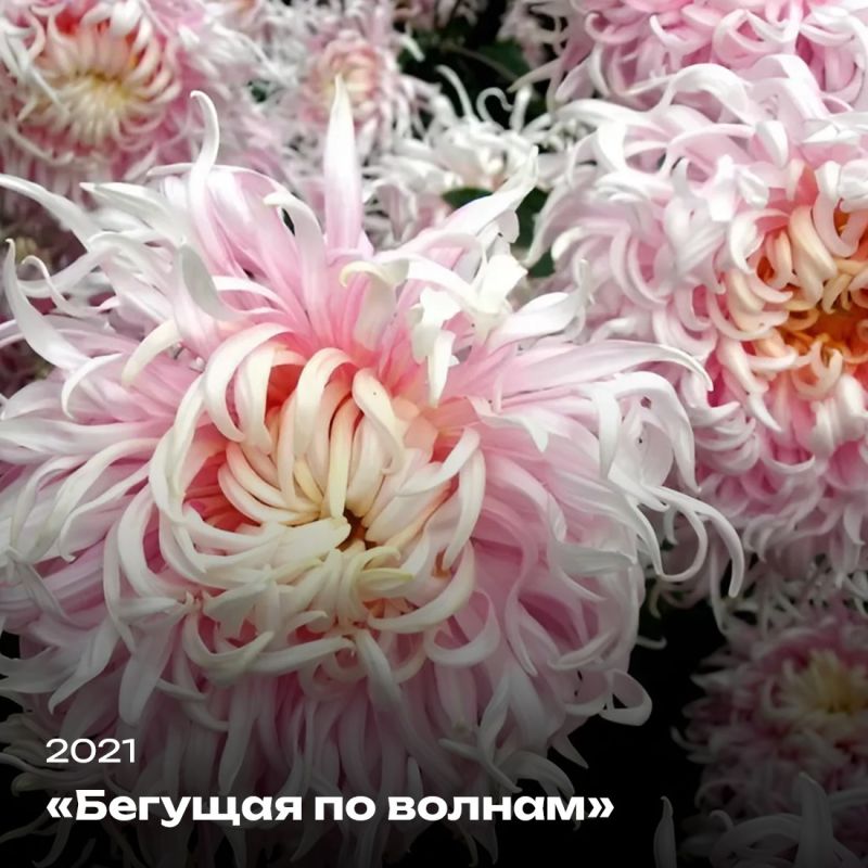 Татьяна Манежина: А вы любите хризантемы? Татьяна Манежина: А вы любите хризантемы?