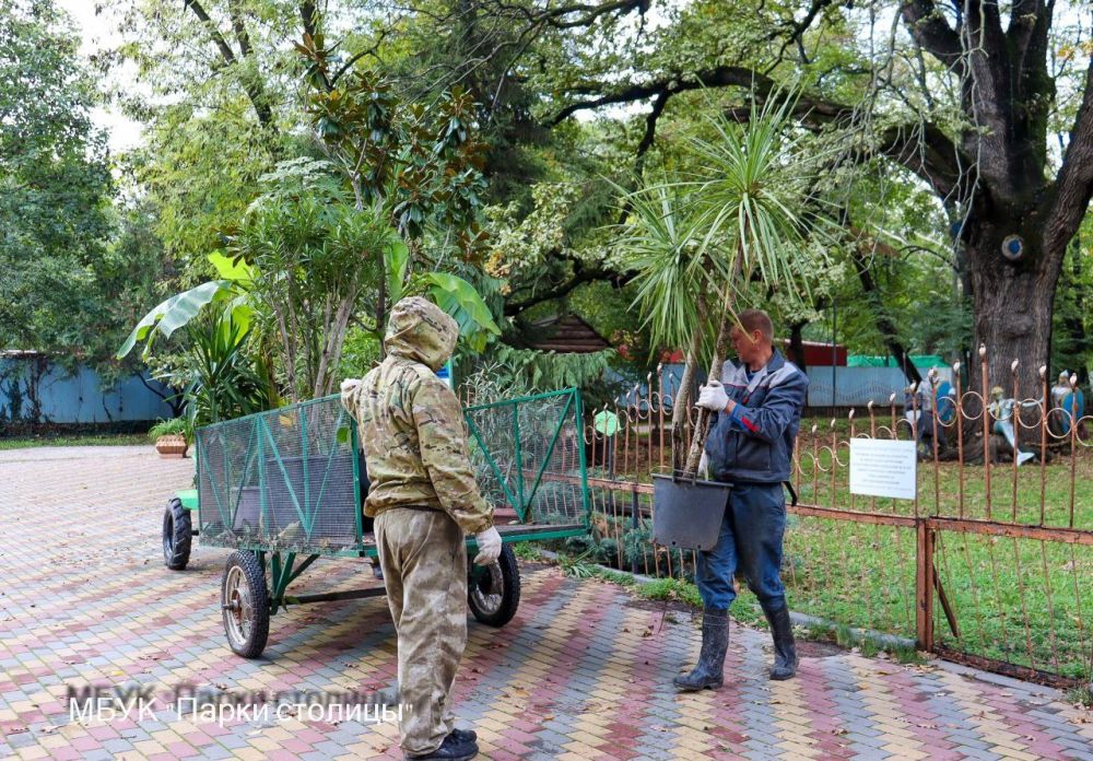 Теплолюбивые магнолии и бананы из Детского парка Симферополя перевозят в теплицу Теплолюбивые магнолии и бананы из Детского парка Симферополя перевозят в теплицу
