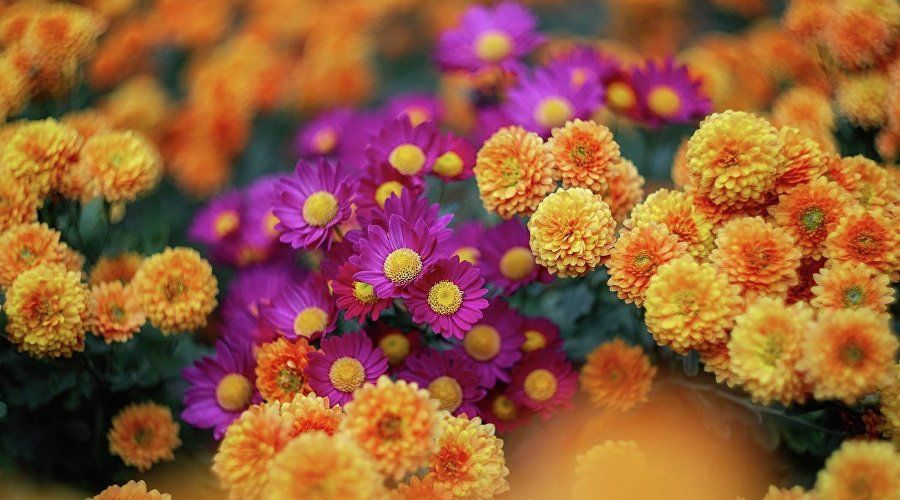 28 ������� ��������� �������� 71-� ��� ���������, ������� � ���� ���� ����� �������� ��������� ���������� �������������� - ����� ������������ ���������� ������� 460 ������ ������ ������ ���� � ��������