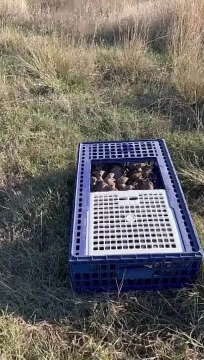 ����� �������������: ������� ������ ���������� ����� ��������� � 500 ������ (��������� �� 4 �� 6 �������) � 5 ������������� ���������� ������� �� ���������� ������������, ���������������, ����������������, �������� � ������������� �������