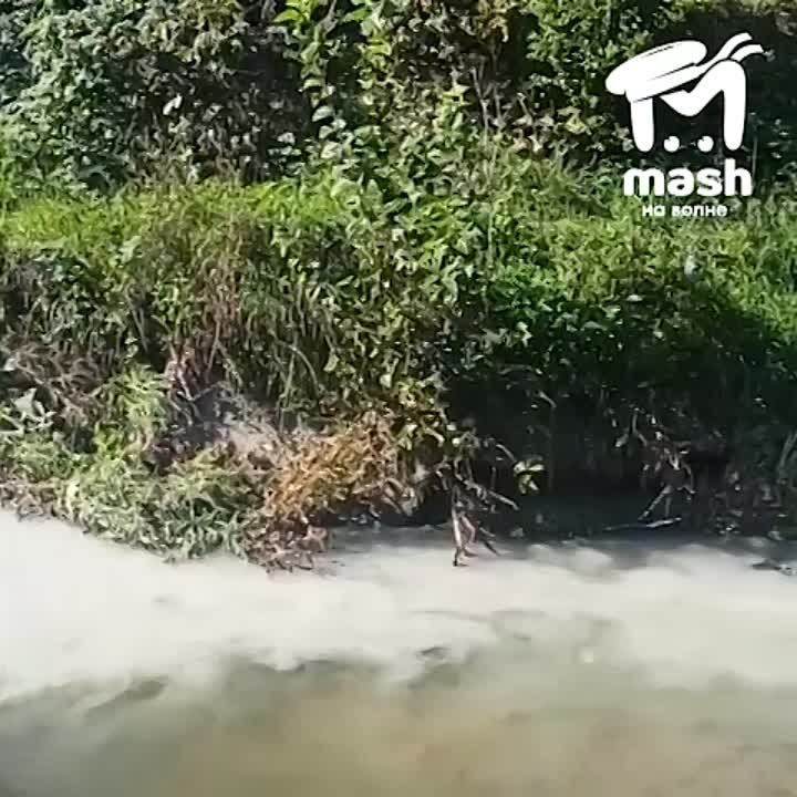 Речка-убийца Славянка побелела снова