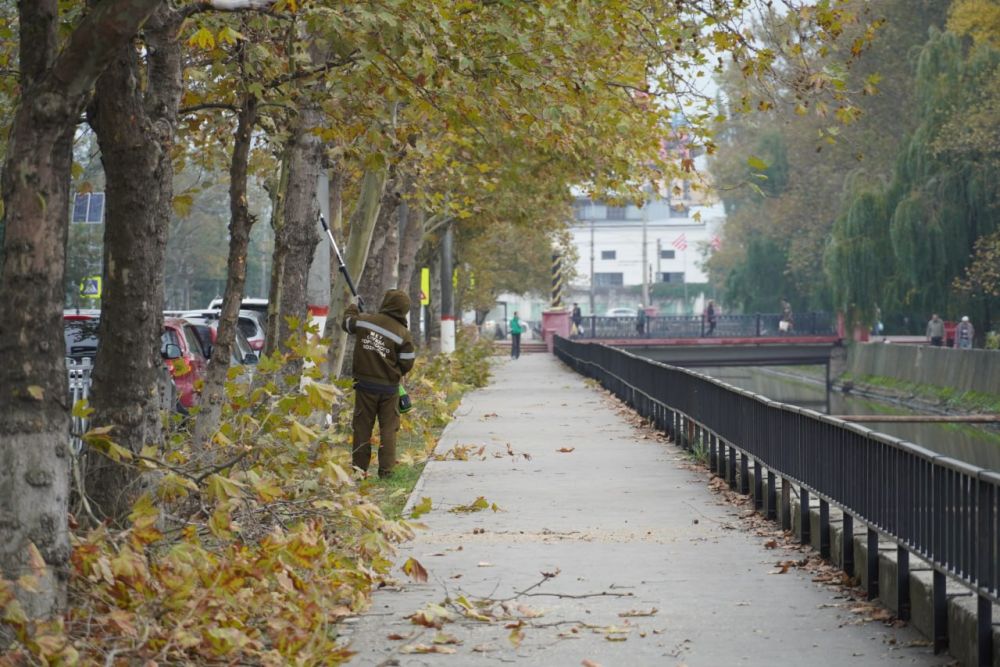 #зеленые_насаждения. Декоративную обрезку веток проводят в Керчи. Озеленители сегодня очищали стволы деревьев вдоль дороги по ул.Еременко, в районе центрального рынка #зеленые_насаждения. Декоративную обрезку веток проводят в Керчи. Озеленители сегодня очищали стволы деревьев вдоль дороги по ул.Еременко, в районе центрального рынка