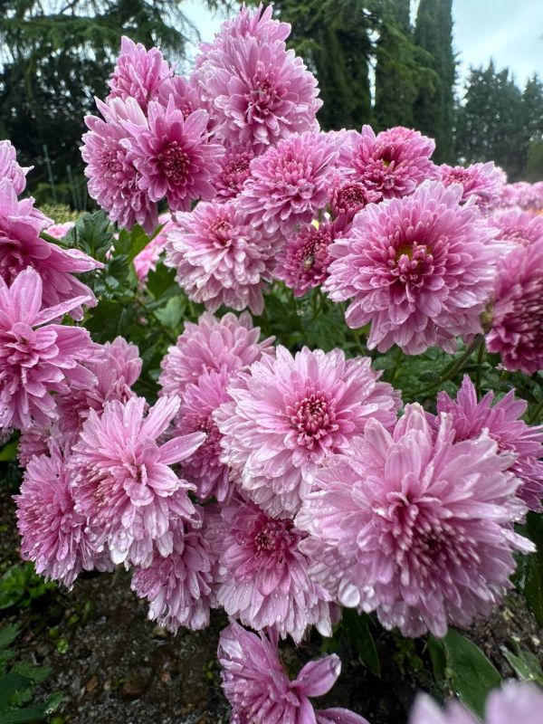 28 ������� � ��������� ������������ ���� ������ ���������, 71-� ��� ���������, ���������� �������� ������ � ����� ���������