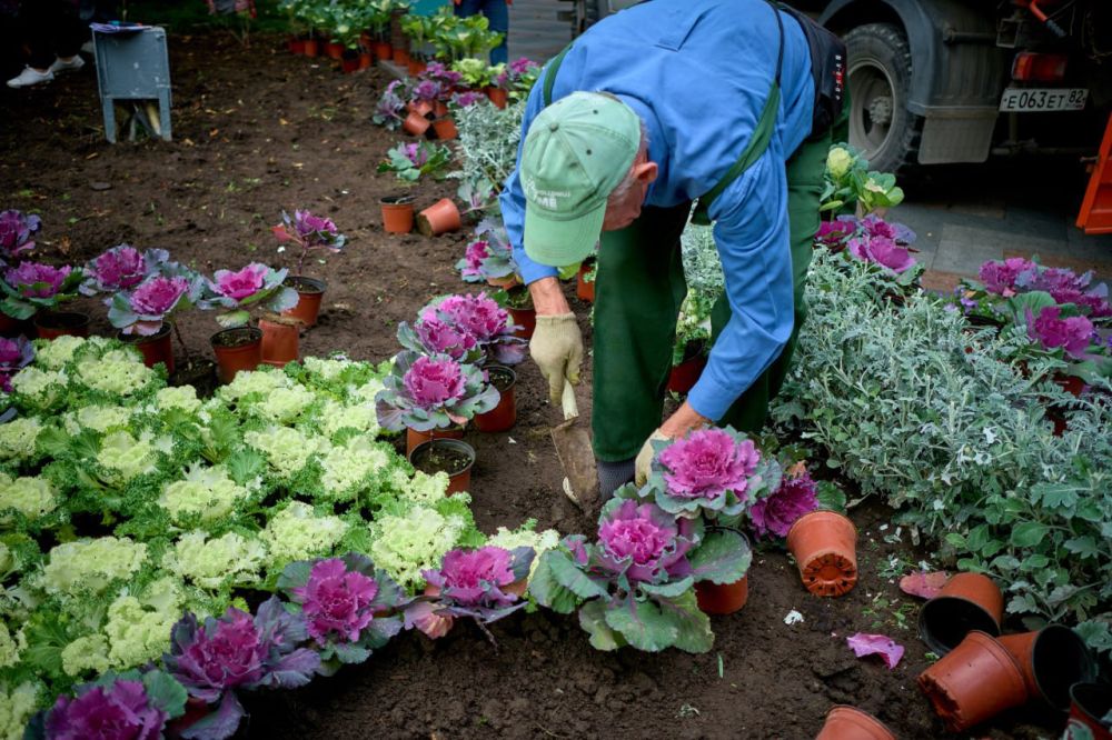 Янина Павленко: Декоративная капуста возвращается на клумбы Ялты – верный признак приближающейся зимы Яркая, прекрасно переносит холод – будет радовать до самой весны Янина Павленко: Декоративная капуста возвращается на клумбы Ялты – верный признак приближающейся зимы Яркая, прекрасно переносит холод – будет радовать до самой весны