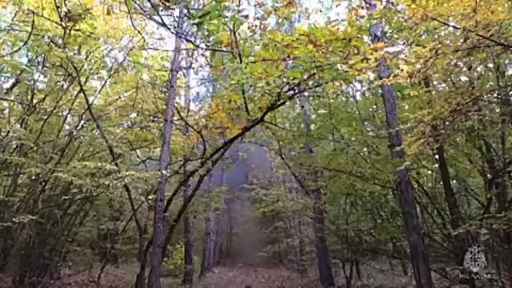 В севастопольском лесу уничтожили шесть западных суббоеприпасов