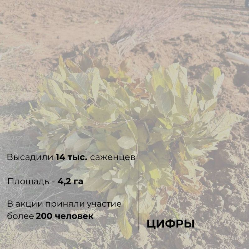 В Крыму стартовал шестой сезон Всероссийской акции «Сохраним лес» В Крыму стартовал шестой сезон Всероссийской акции «Сохраним лес»