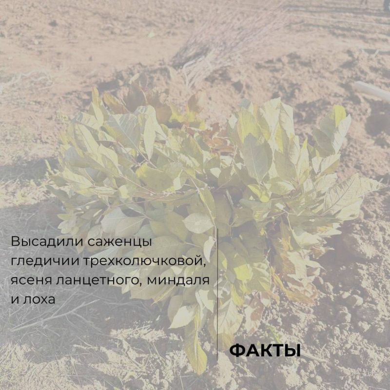 В Крыму стартовал шестой сезон Всероссийской акции «Сохраним лес» В Крыму стартовал шестой сезон Всероссийской акции «Сохраним лес»