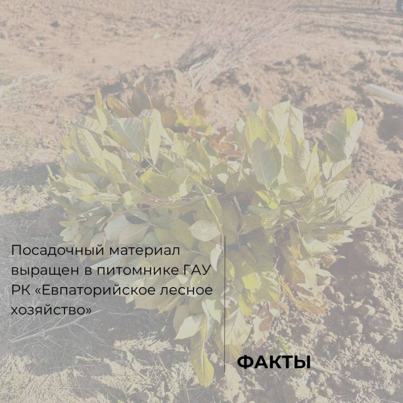 В Крыму стартовал шестой сезон Всероссийской акции «Сохраним лес» В Крыму стартовал шестой сезон Всероссийской акции «Сохраним лес»