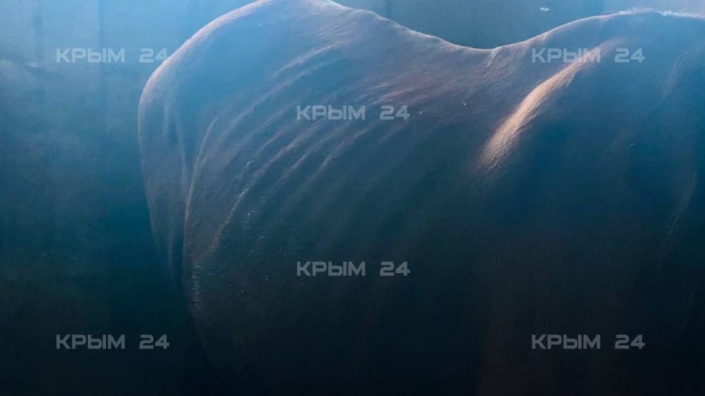 «Животные должны набирать вес к зиме, а не наоборот»: Посетительница конного клуба рассказала о состоянии коней «Животные должны набирать вес к зиме, а не наоборот»: Посетительница конного клуба рассказала о состоянии коней