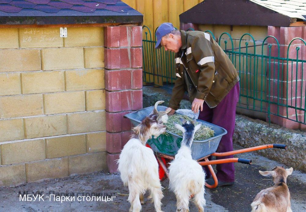 Знакомьтесь с новыми жителями зооуголка – парочкой винторогих коз Гиргентана Знакомьтесь с новыми жителями зооуголка – парочкой винторогих коз Гиргентана