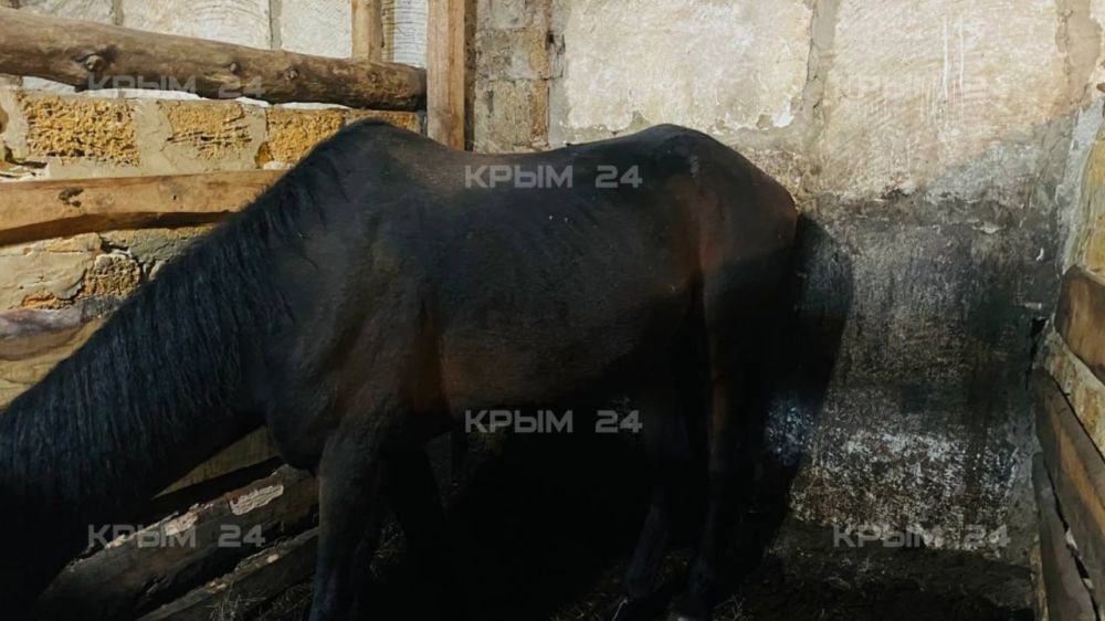 «Животные должны набирать вес к зиме, а не наоборот»: Посетительница конного клуба рассказала о состоянии коней «Животные должны набирать вес к зиме, а не наоборот»: Посетительница конного клуба рассказала о состоянии коней