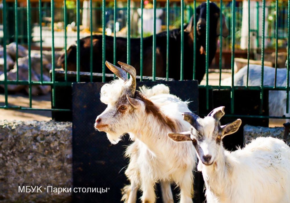 Знакомьтесь с новыми жителями зооуголка – парочкой винторогих коз Гиргентана Знакомьтесь с новыми жителями зооуголка – парочкой винторогих коз Гиргентана