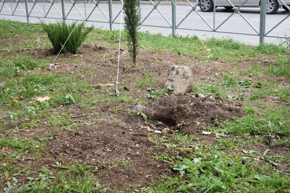 В Алуште украли недавно высаженные растения В Алуште украли недавно высаженные растения