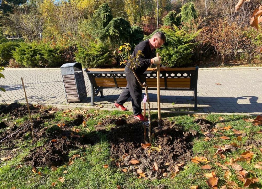 В парке имени Гагарина в Симферополе высадили 100 кустов роз В парке имени Гагарина в Симферополе высадили 100 кустов роз