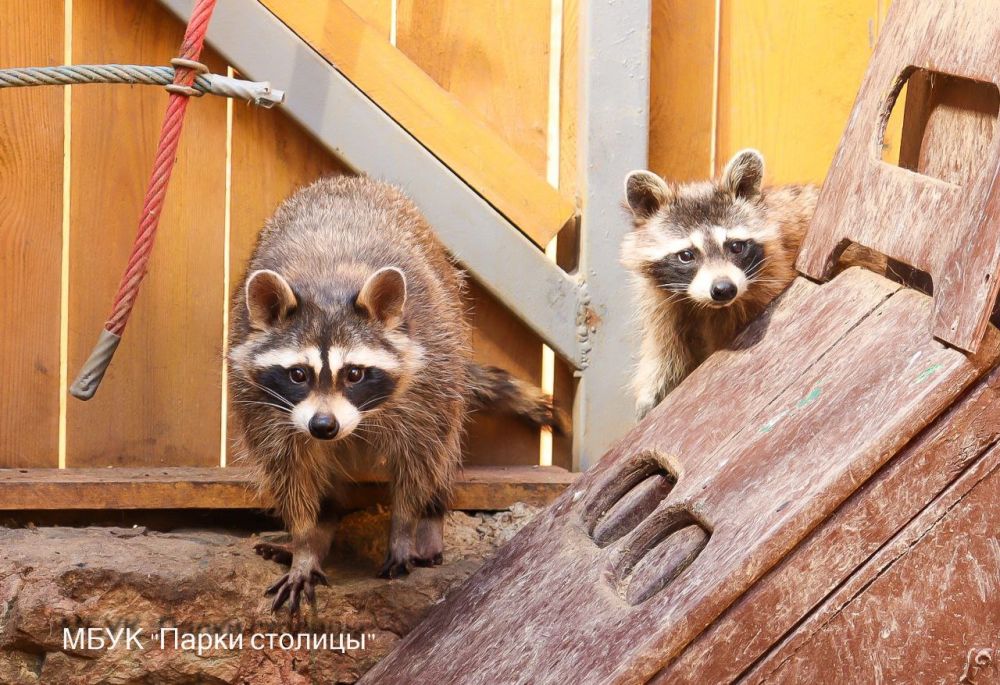 Тёплые вольеры, новое меню: что меняется в жизни зооуголка с приходом холодов Тёплые вольеры, новое меню: что меняется в жизни зооуголка с приходом холодов