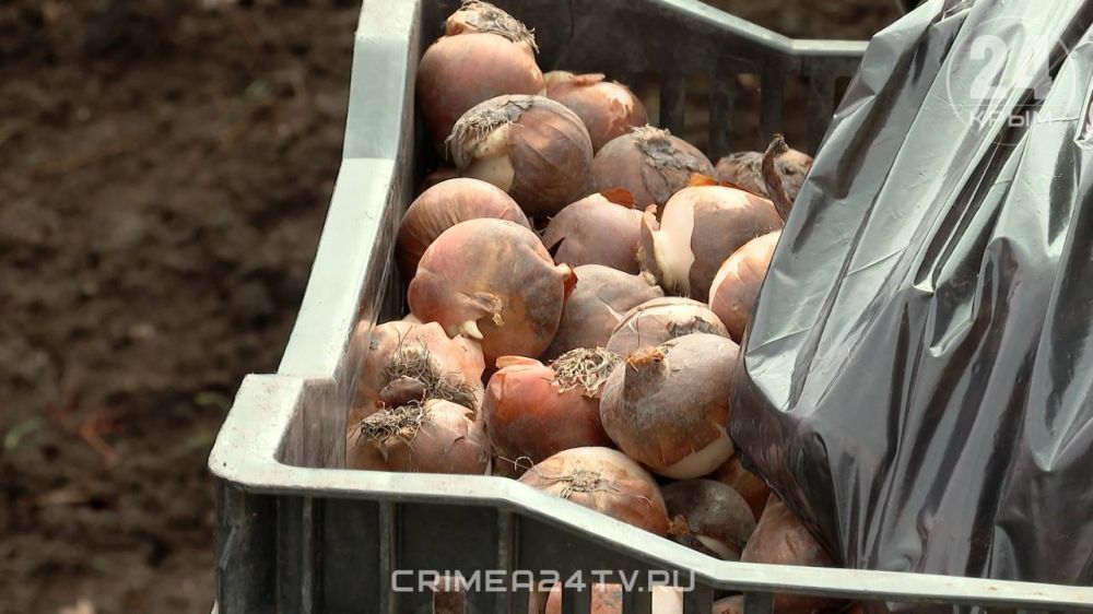 Осенняя высадка луковичных растений стартовала в Ялте Осенняя высадка луковичных растений стартовала в Ялте