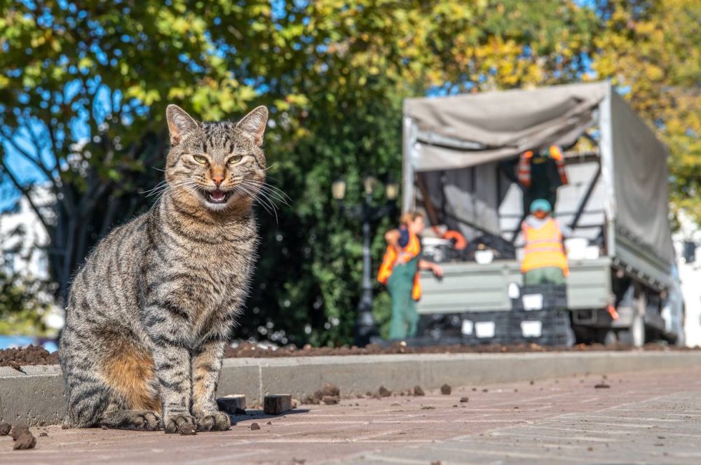 Больше 500 тысяч цветов украсят клумбы и цветники города будущей весной Больше 500 тысяч цветов украсят клумбы и цветники города будущей весной