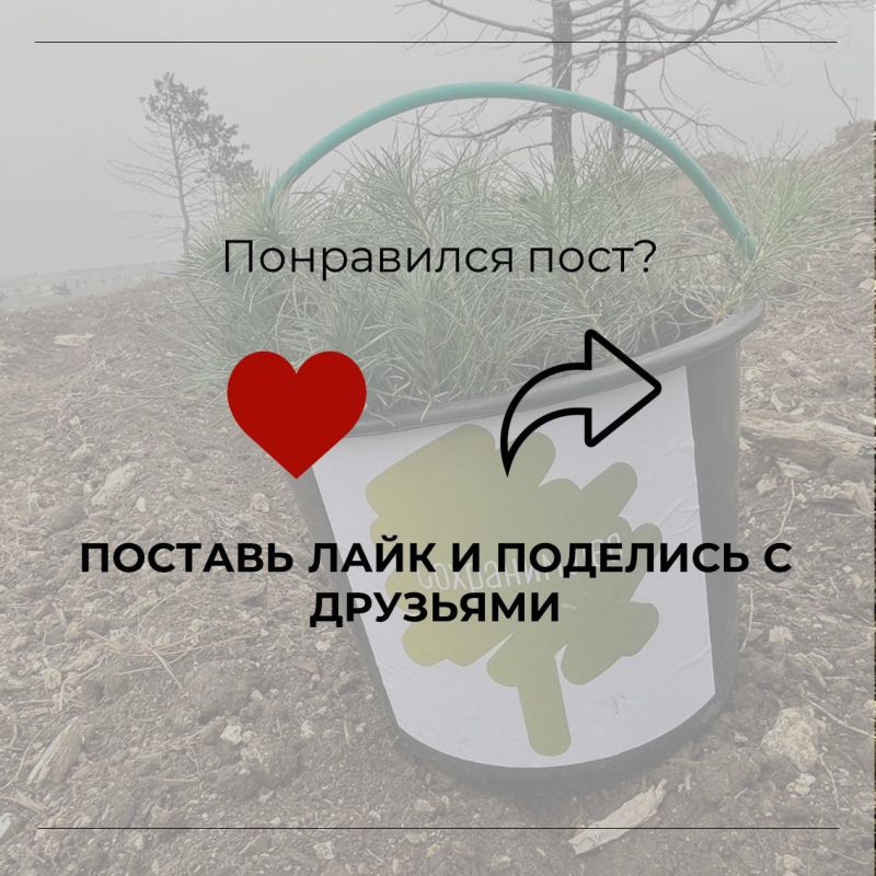 В Крыму продолжаются высадки в рамках Всероссийской акции «Сохраним лес» В Крыму продолжаются высадки в рамках Всероссийской акции «Сохраним лес»