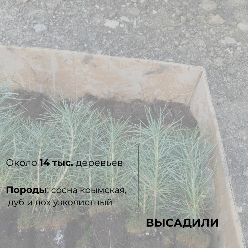 В Крыму продолжаются высадки в рамках Всероссийской акции «Сохраним лес» В Крыму продолжаются высадки в рамках Всероссийской акции «Сохраним лес»