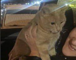 "Лучик нашелся". Кота Лучика, которого украли школьницы из зоомагазина в Москве, а потом якобы увезли в Крым, нашли под машинами на столичной парковке "Лучик нашелся". Кота Лучика, которого украли школьницы из зоомагазина в Москве, а потом якобы увезли в Крым, нашли под машинами на столичной парковке