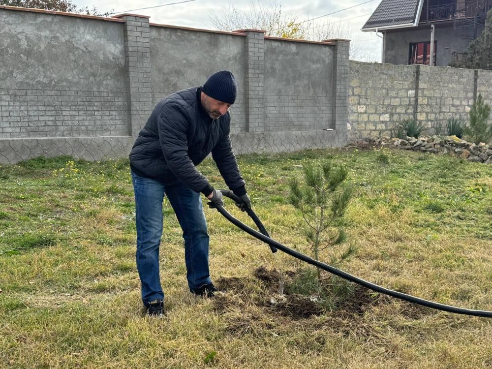 В селе Знаменское высадили более 120 саженцев сосны В селе Знаменское высадили более 120 саженцев сосны