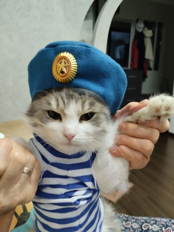 Бывший мэр Керчи вернулся из зоны СВО вместе с боевым котом по кличке Харлей Бывший мэр Керчи вернулся из зоны СВО вместе с боевым котом по кличке Харлей
