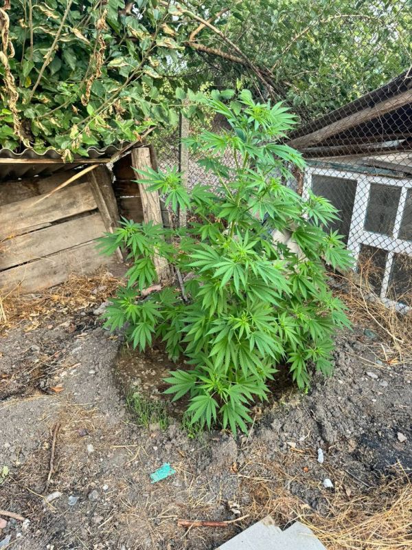 В Кировском районе за культивирование и хранение конопли местный житель отправится в колонию