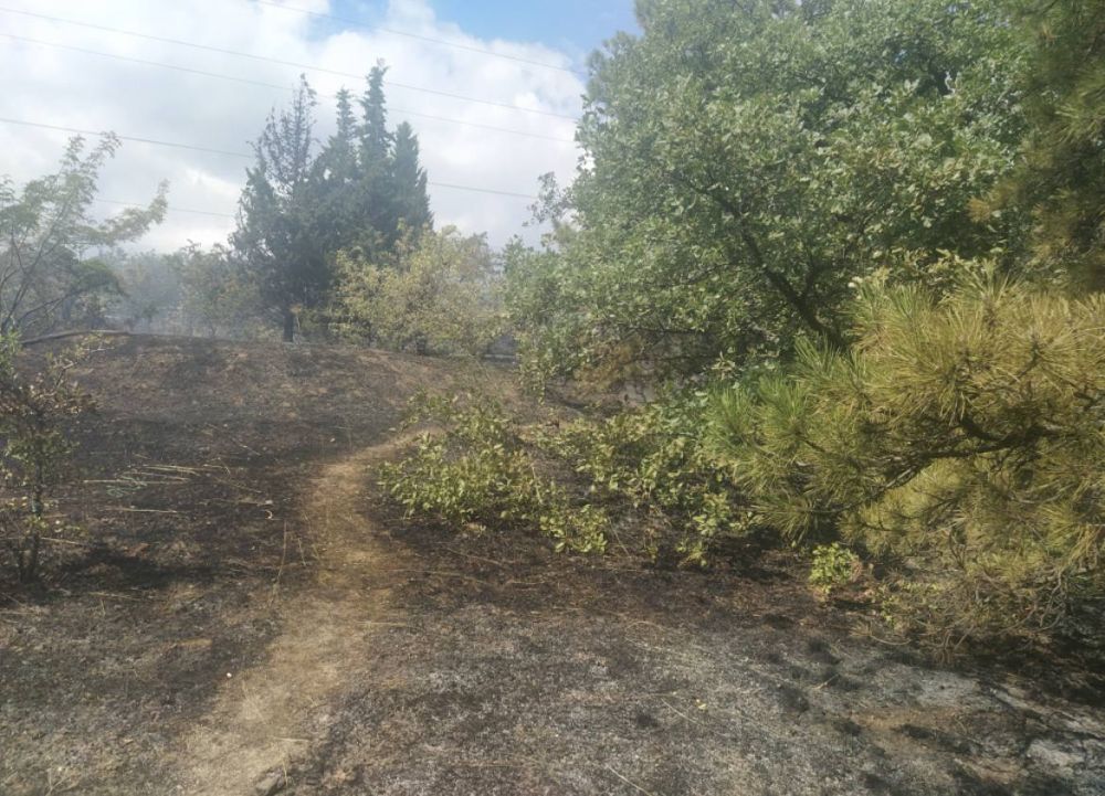 В Алуште прокуратура направила в суд уголовное дело о повреждении лесных насаждений на сумму более 2,27 млн рублей В Алуште прокуратура направила в суд уголовное дело о повреждении лесных насаждений на сумму более 2,27 млн рублей