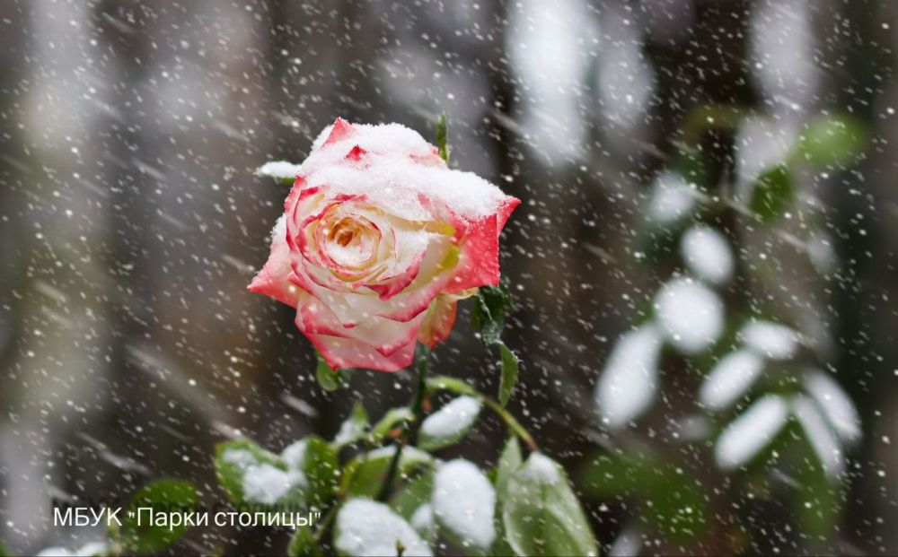 Встречаем первый снег и первый снегопад! Встречаем первый снег и первый снегопад!