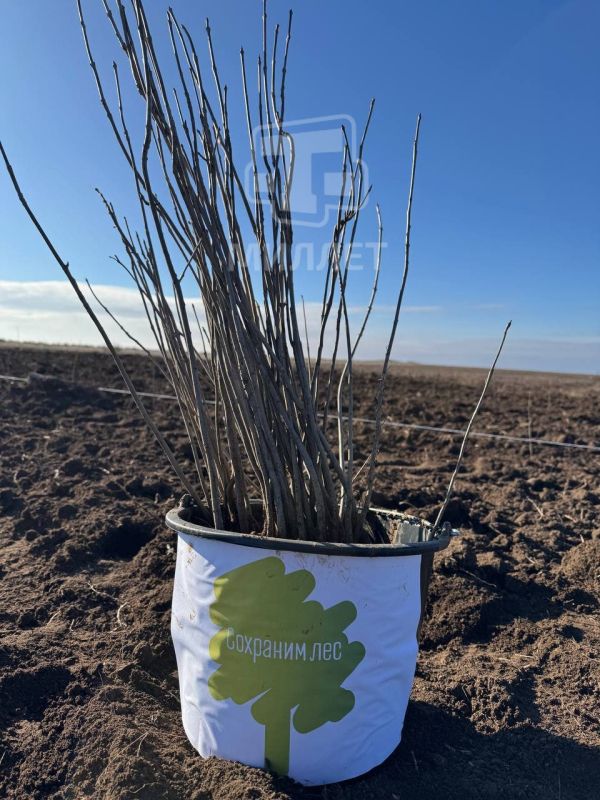 � ������������ ������ ����� �������� ��������� 70-���������� ������ � ������ ������� ������ ������������� ����� ��������� ���