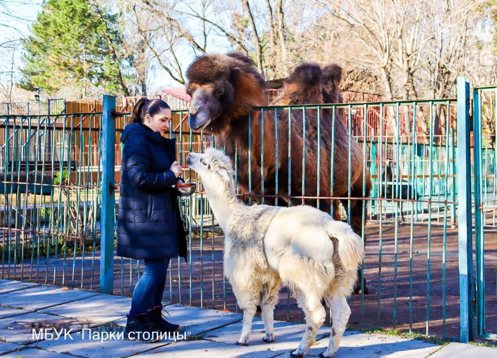 В Симферопольском зооуголке поселилась альпака! В Симферопольском зооуголке поселилась альпака!