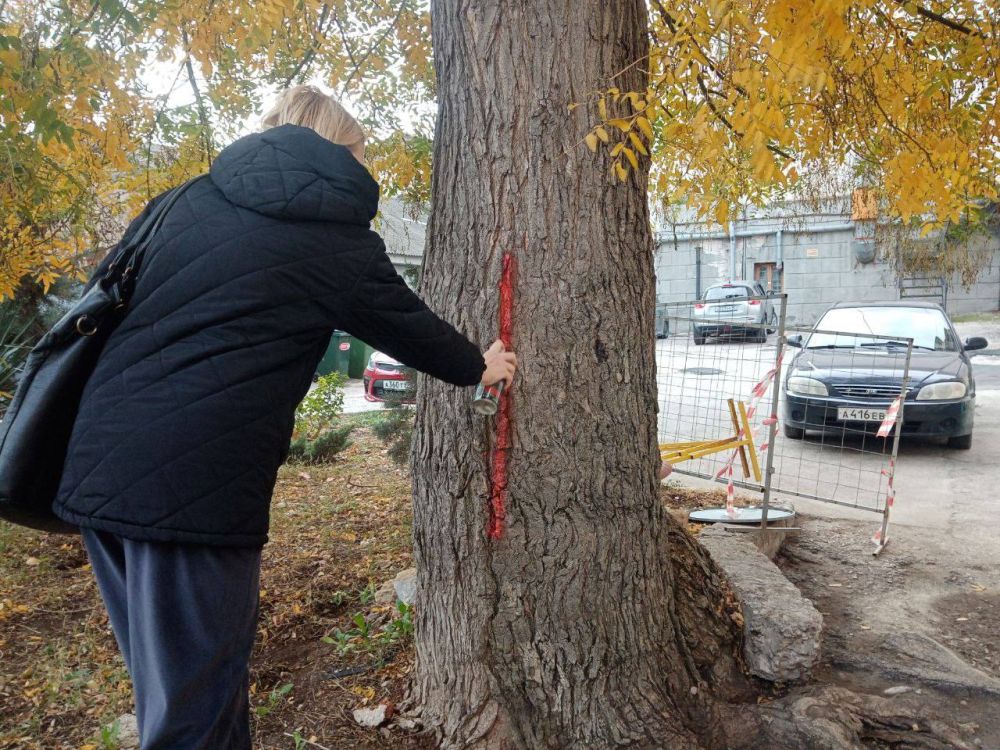 Комиссия Севприроднадзора обследует деревья Комиссия Севприроднадзора обследует деревья
