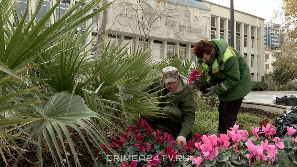 На Советской площади в Ялте высадили 250 цикламенов На Советской площади в Ялте высадили 250 цикламенов