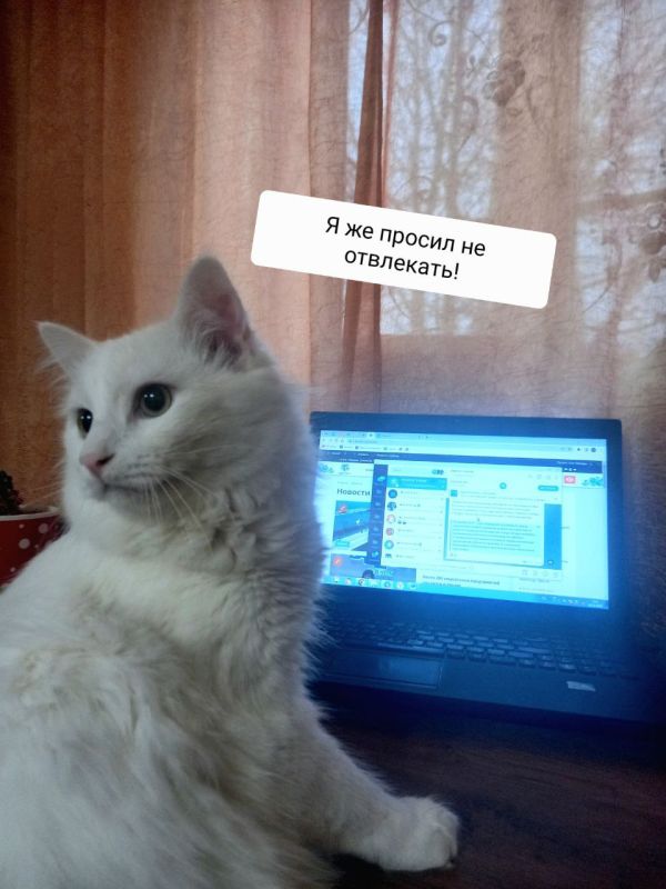 Алясик проснулся, привёл себя в порядок, позавтракал и готов писать новости Алясик проснулся, привёл себя в порядок, позавтракал и готов писать новости