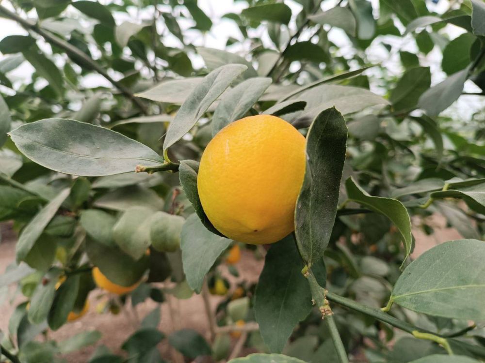 � ��������� ������ �������� 28 ���������� ��������