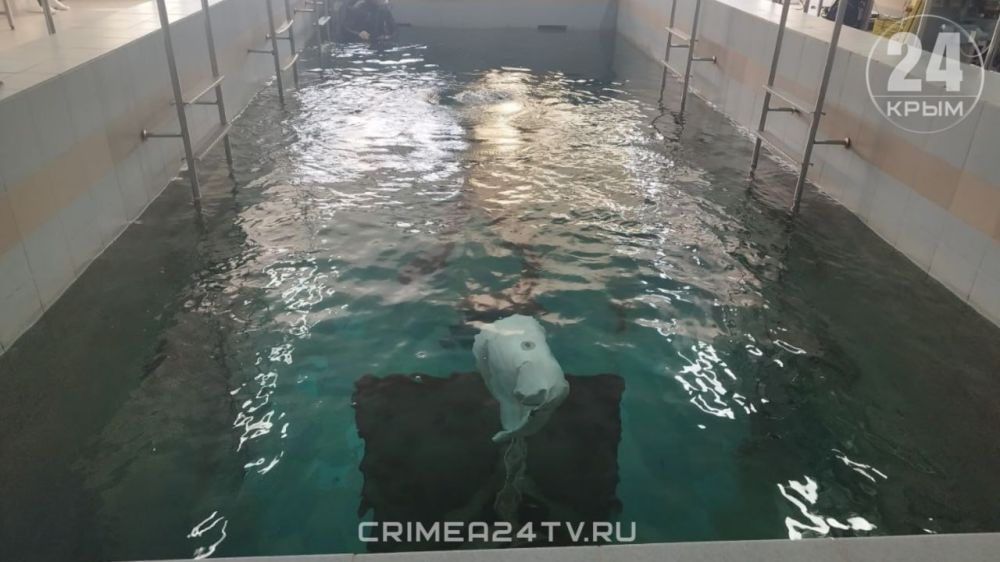 Крымские спасатели-водолазы оттачивают навыки работы под водой Крымские спасатели-водолазы оттачивают навыки работы под водой