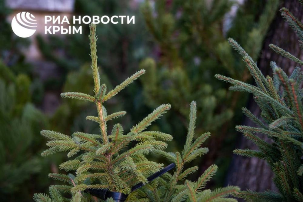 Сколько стоит новогодняя сосна в Симферополе? Сколько стоит новогодняя сосна в Симферополе?