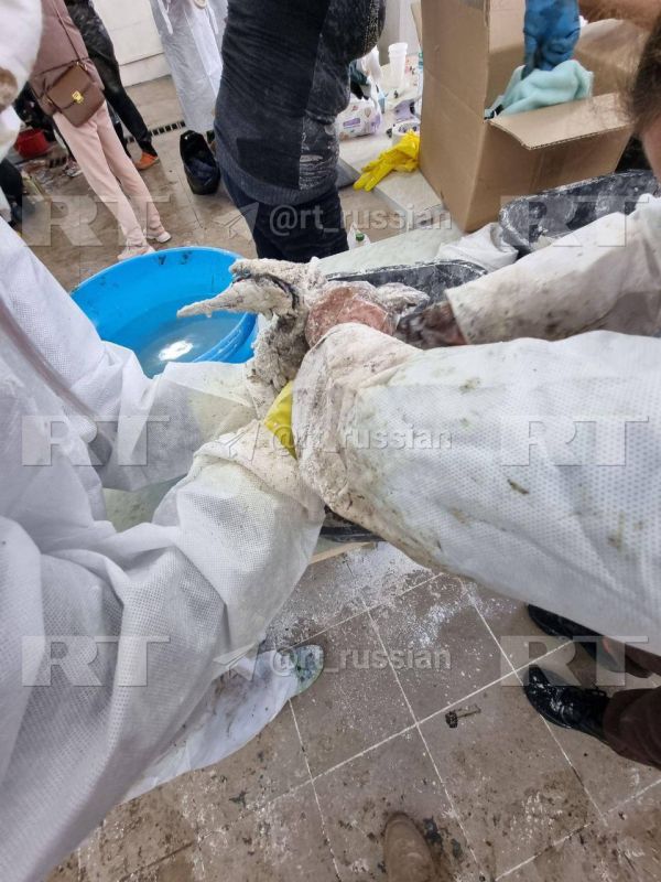 Волонтёры продолжают очищать птиц, пострадавших из-за разлива нефтепродуктов в Керченском проливе Волонтёры продолжают очищать птиц, пострадавших из-за разлива нефтепродуктов в Керченском проливе