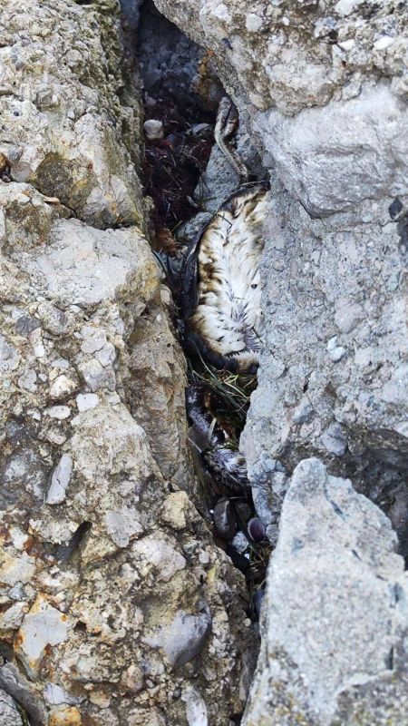 Не менее десяти лет уйдет на восстановление ряда курортов Краснодарского края после разлива мазута в Черном море, сказал нам эколог Асхат Каюмов Не менее десяти лет уйдет на восстановление ряда курортов Краснодарского края после разлива мазута в Черном море, сказал нам эколог Асхат Каюмов