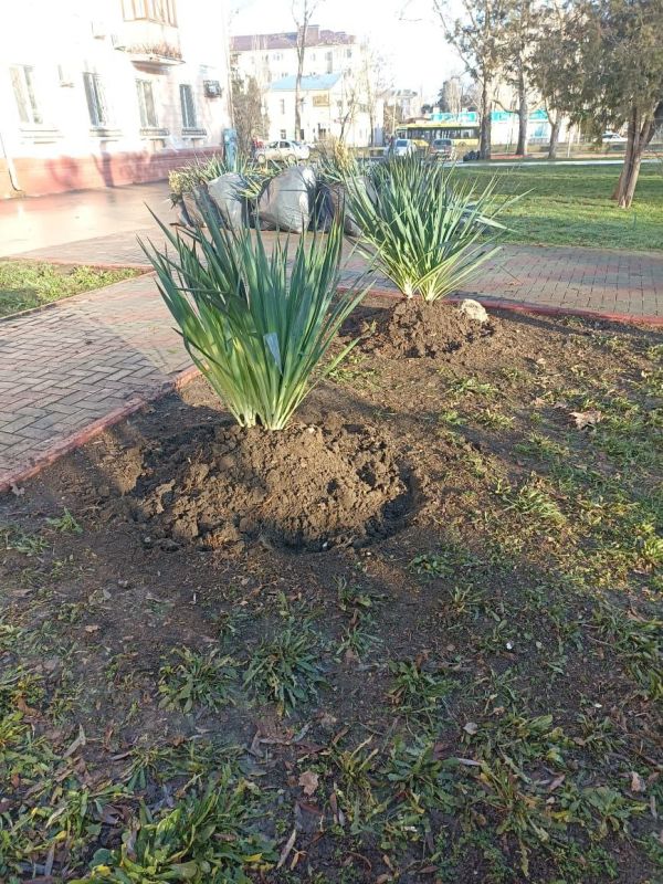 #зеленые_насаждения. В Керчи продолжается систематическая работа по уходу за зелеными насаждениями #зеленые_насаждения. В Керчи продолжается систематическая работа по уходу за зелеными насаждениями