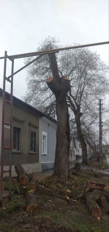 #зеленые_насаждения. В Керчи продолжается систематическая работа по уходу за зелеными насаждениями #зеленые_насаждения. В Керчи продолжается систематическая работа по уходу за зелеными насаждениями
